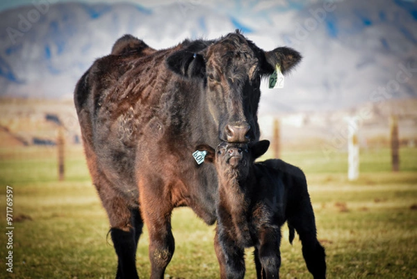 Obraz Cows and Calves