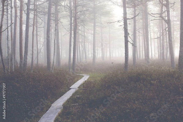 Fototapeta Spooky forest and duckboard is going to far away.An image of of a pine forest on a very foggy morning in Finland.  The fog covers the whole forest scene. Image also has a vintage effect applied.