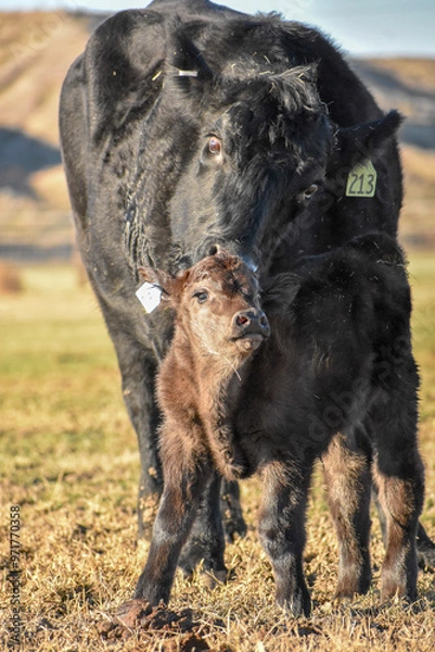 Obraz Cows and Calves