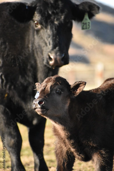 Obraz Cows and Calves
