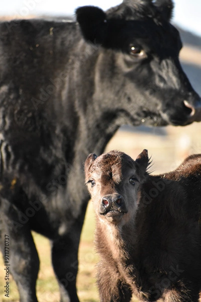 Obraz Cows and Calves