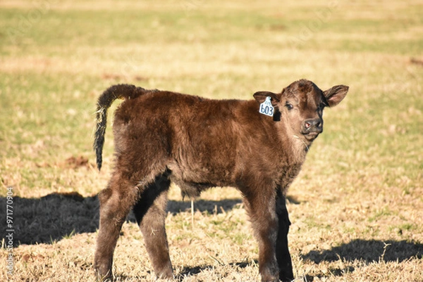 Obraz Cows and Calves