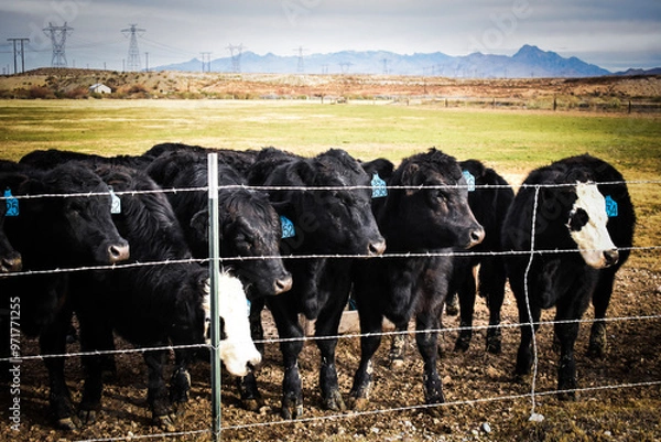 Obraz Cows and Calves