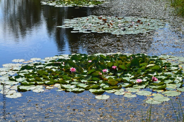 Obraz Водяные лилии