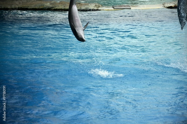 Obraz il salto del delfino