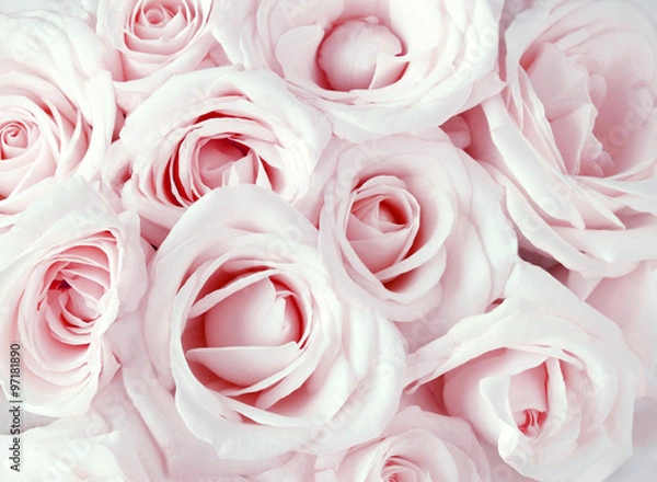 Obraz Miękkie, pełne, różowe róże