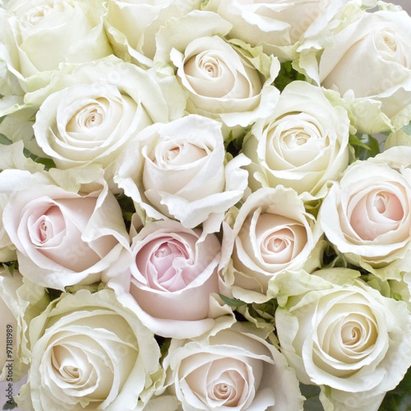 Obraz White and Pale Pink Roses