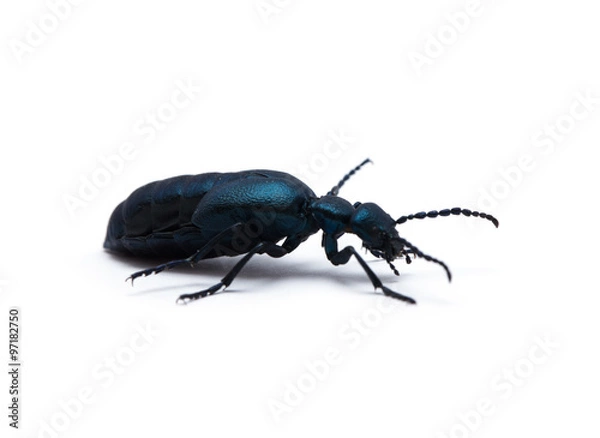 Obraz beetle on white background