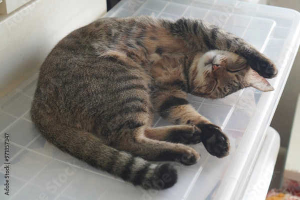 Obraz 眠るキジトラ