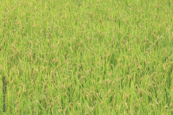 Fototapeta 田んぼ