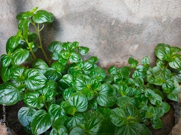 Obraz Peperomia pellucida