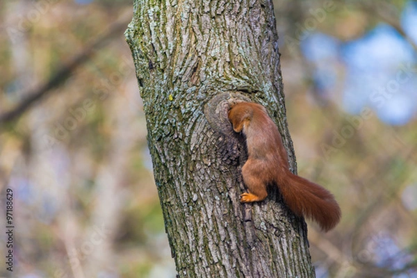 Obraz Eichhörnchen mit Nest im Baumstamm