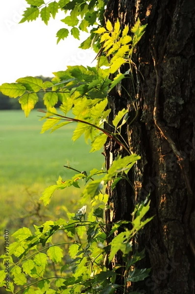 Fototapeta Vines with backlit green leaves growing on tree trunk
