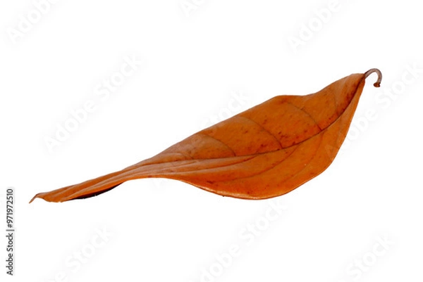 Obraz Dried leaves