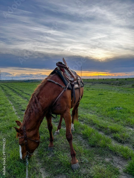 Fototapeta horse in the field