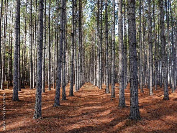 Fototapeta A grove of pine trees planted in a straight line so they grow straighter and taller as a result of direct competition for light.