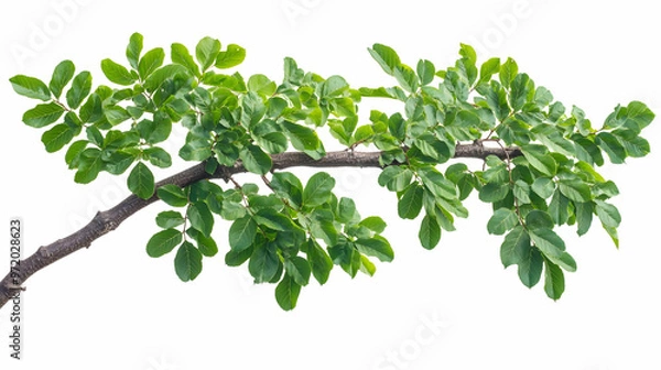 Fototapeta Green Tree Branch with Leaves Isolated on White Background