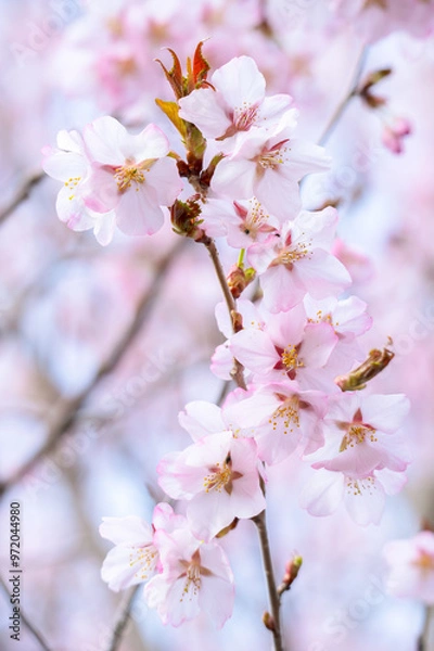 Fototapeta 晴れた日に可愛らしく咲いた薄いピンク色の桜の花。背景はボケ。幸せを感じさせる美しさ。