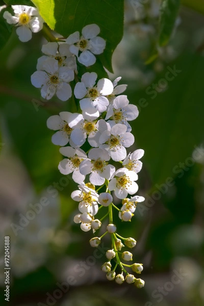 Obraz 房状に咲いた白い小さな花が太陽光を浴びて美しく咲いている。背景はボケ。可憐で個性的な美しい自然の植物。