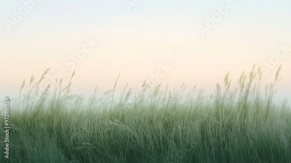 Fototapeta Tall grass blowing in the wind with a pastel sky in the background.