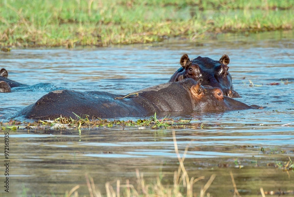 Fototapeta Ippopotami in acqua , in un fiume in botswanA