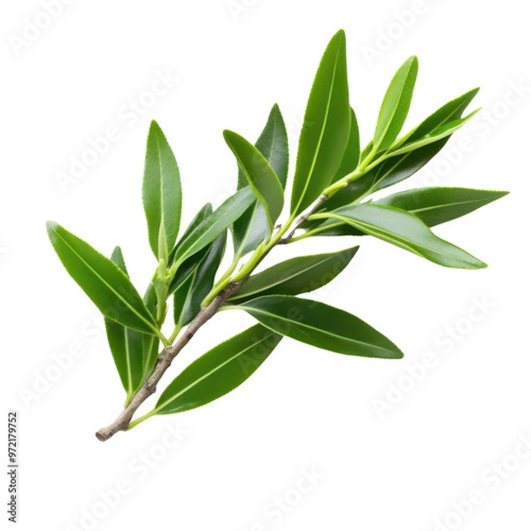 Fototapeta Tea tree leaves displayed with small and pointed shapes against a transparent background
