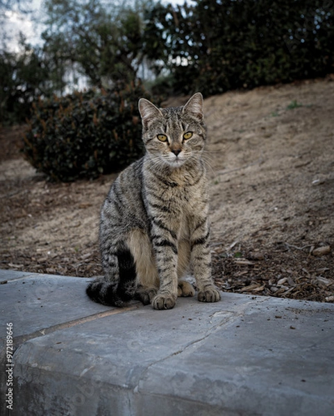Obraz cat on the rocks 