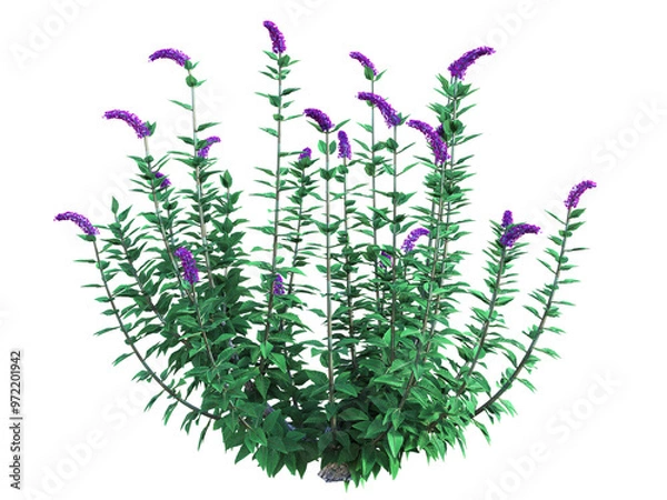 Obraz A blooming bush of summer lilac, Buddleja davidii, with dark purple flowers. 3D illustration on isolated background. 