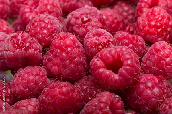 Obraz A beautiful selection of freshly picked ripe red raspberries.