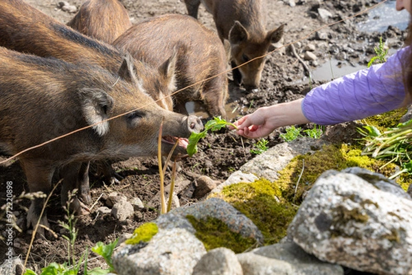 Fototapeta Wild boar (Sus scrofa) piglets eating grass from hand in enclosure
