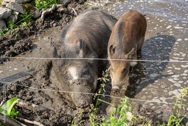 Fototapeta Female wild boar (Sus scrofa) laying in puddle with piglets in enclosure