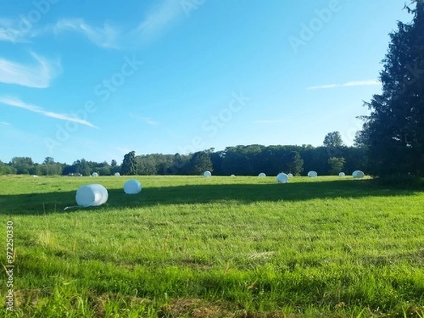 Fototapeta Grass field