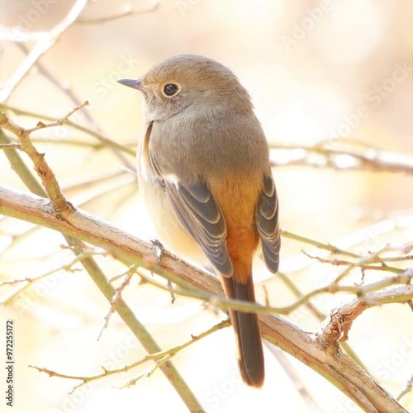 Obraz ジョウビタキメス
