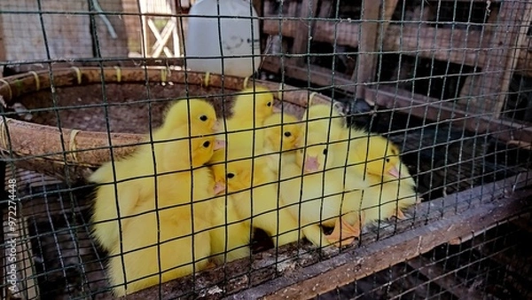 Obraz Bright yellow two-week-old ducklings in a wire mesh box cage