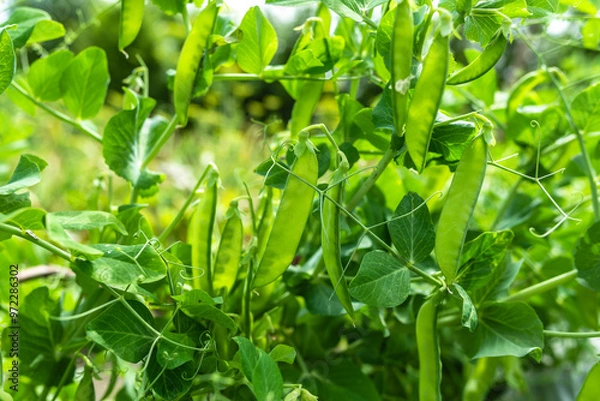 Fototapeta Fresh green pea pods on a pea bushes. Growing plants in the garden. Organic farming concept.