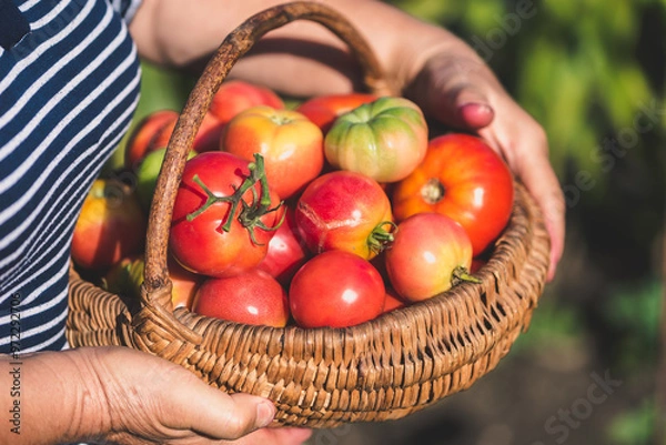 Obraz Farmer with freshly harvested tomatoes, holding basket with organic vegetables harvested in sunny day. Homegrown tomato harvest in organic garden. Vegetable growing concept.