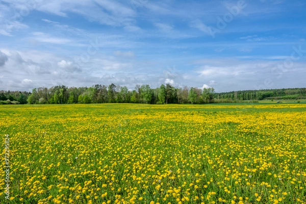 Obraz Dandelion field. Spring flowers landscape.