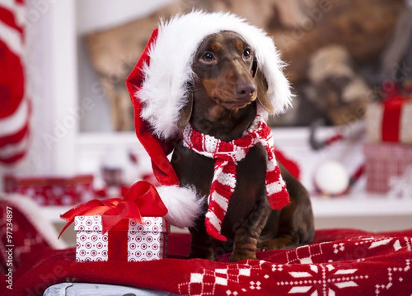 Obraz puppy christmas dachshund