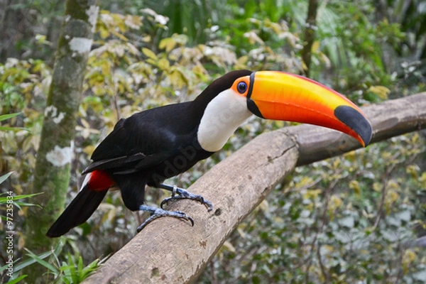 Obraz Tukan Toco