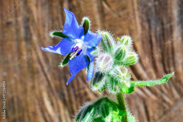 Fototapeta fleur bourrache