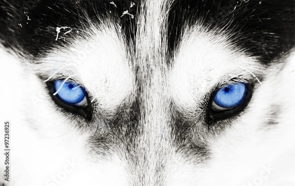 Obraz Zbliżenie niebieskie oczy psa husky