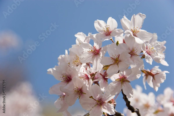 Obraz cherry blossom