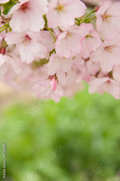 Obraz cherry blossom