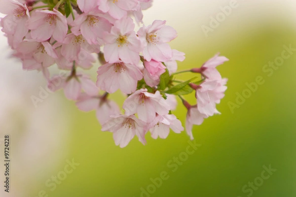 Obraz cherry blossom