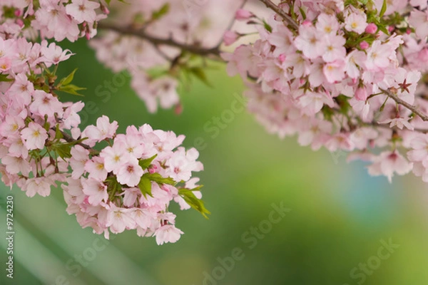 Obraz cherry blossom