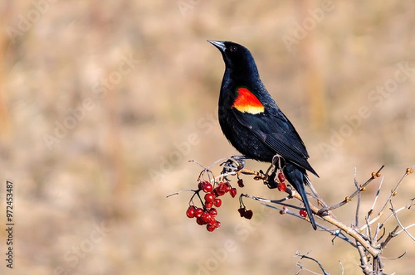 Obraz Red-winged blackbird, wild animal