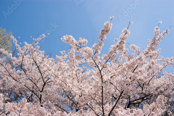 Obraz cherry blossom