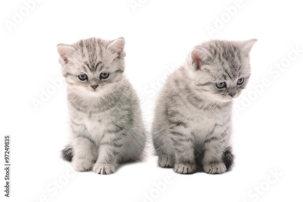 Obraz two light gray similar kittens