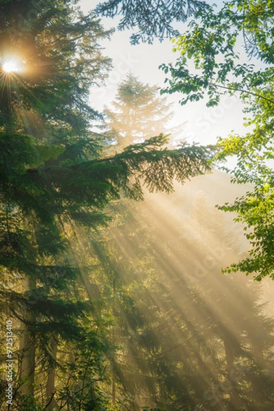 Obraz Malowniczy las