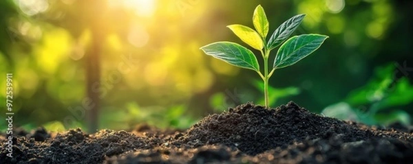 Obraz New Life Sprouting A Tiny Seed's Journey to Sunlight.